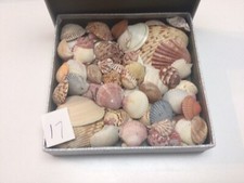 Lot OF Seashells DRY & Cleaned 1-3"