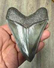 fossiler Haizahn Megalodon, Georgia, USA