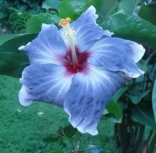 1 Pack 100 Blue Silver Hibiscus Seeds Hibiscus Rosa-sinensis Garden Flowers