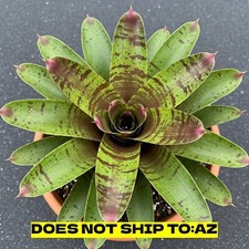Bromeliad Vriesea Splenriet Live Plant Waves Of Green  Brown 6in Pot, 9-14in H