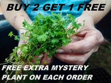 BUY 2 GET 1 FREE Hydrocotyle tripartita "Japan" Live Aquarium Plants carpet