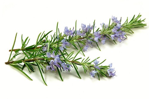 doTerra Adaptive Essential Oil Blend 15ml Exp.07/25 Wild Orange, Lavender, Mint - Picture 13 of 22