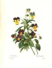 1991 Vintage REDOUTE FLOWER 96 "PANSY VIOLA TRICOLOR" Color Art Print Lithograph