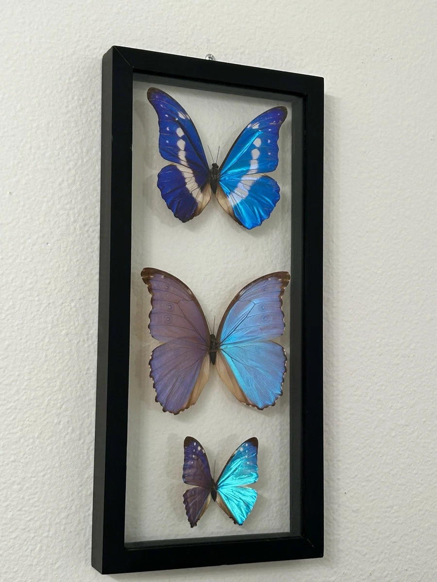 蓝色Morpho 蝴蝶| eBay
