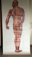 Deutsches Hygienemuseum Lehrtafel 2003/II  Muskelmann distal ca. 80x190 cm