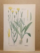 1886 ANTIQUE LITHOGRAPH ILLUSTRATION BOTANY FLOWER FLORA NATURE DECOR PICTURE...