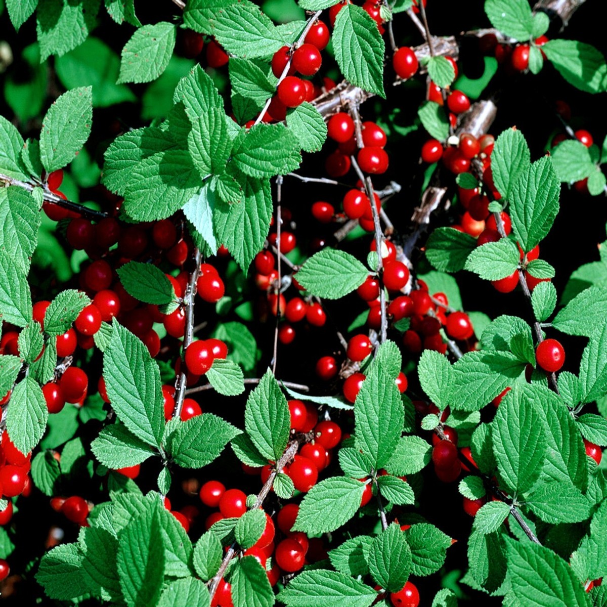 Nanking Chinese Dwarf Cherry Tree Seeds (Prunus tomentosa