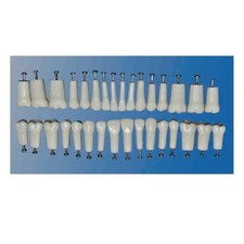 Replacement Teeth, Compatible with Kilgore Nissin 200 Series Typodont