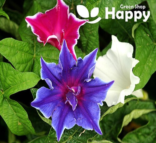 CLIMBING FLOWERS - Vines - Thunbergia Morning Glory Sweet Pea - Flower seeds - Picture 113 of 121