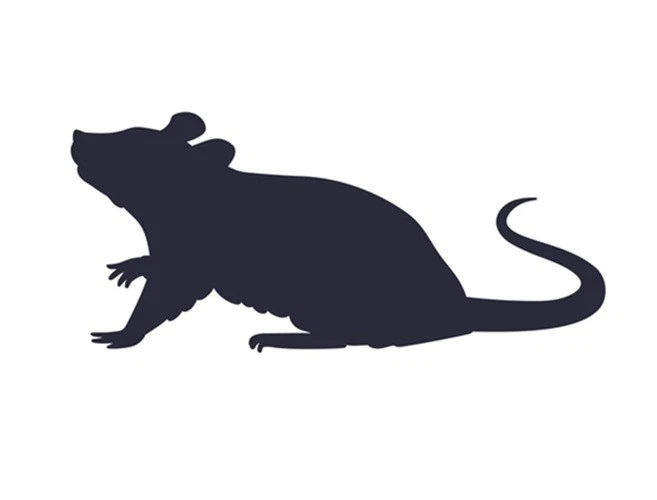 PEREGRINE LIVEFOODS (PLT) 5-PACK FROZEN RATS SMALL/MEDIUM 130G+ -REPTILES/RAPTORS - QUALITY GUARANTEED