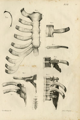 Antiker Druck-Menschliche Rippenaufsätze-Teller XI-Boterdael-Burggraaff-Umhang-1825