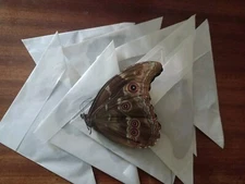 10 MORPHO DIDIUS ssp A1 MALE data  Peru. EXCELLENT PRICE!!  LIMITED STOCK!