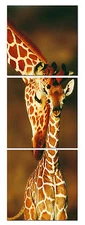 GIRAFFE/BABY&MOM ready to hang mounted on fiberboard canvas/betterThan stretched