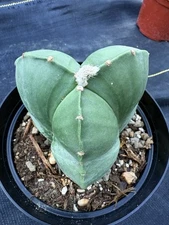 Astrophytum myriostigma Tricostatum Nudum 4” Pot