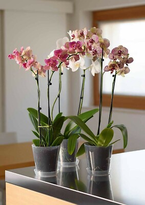 6 Vasi Trasparenti In Plastica Per Orchidee | Diametro 15 Cm E Altezza 14 Cm - Ideali Per Coltivazione - Foto 3