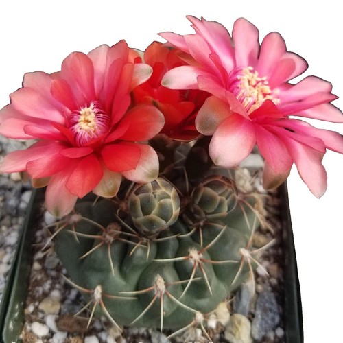 Gymnocalycium cabreraense VOS 2122 harvest 20seeds harvest 2025 | eBay