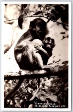 c1930s Redlands Florida FL Monkey and Baby Jungle Real Photo RPPC