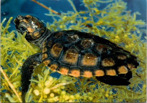 AK Unechte Karettschildkröte