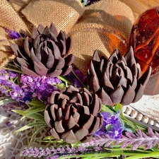 Succulent Plant Echeveria Black Knight | Bare Root | Rare Home Decor