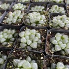 Foto 7 di 12