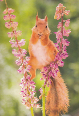 Klappkarte: Hier habe ich den besten Überblick! - Eichhörnchen  auf einer Blume