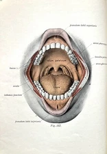 Atlas Of  Human Anatomy, Antique, 3 Volumes, Sobotta-McMurrich, 1930, Fair-Good