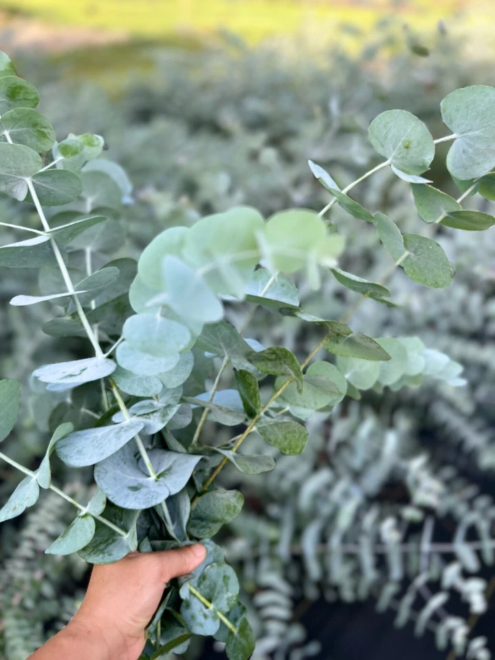 Árbol de dólar de plata de eucalipto cinerea vivo, tapón de inicio saludable listo para plantar Foto 4 de 4