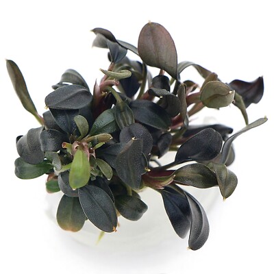 Bucephalandra 60 species Live Aquarium Plants Terrarium Tropical