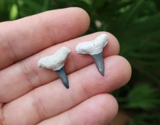 Lemon Shark (Negaprion) Fossil Teeth Bone Valley Florida