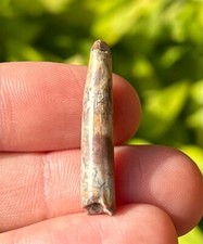 Pterosaur Tooth Fossil from Niger Flying Dinosaur Tooth 1.2” Cretaceous Age