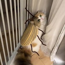 Cat Cockroach Wings Costume Kit DIY Material Pack For Pet Cosplay Dresses