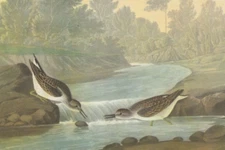 1941 Audubon Art Print 320 Least Sandpipers. Vintage Illustration