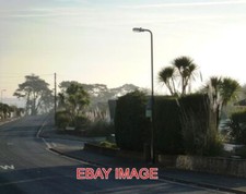 PHOTO  PALM TREES PAMPAS GRASS PENWILL WAY CLENNON VALLEY TORBAY PALM TREES ARE