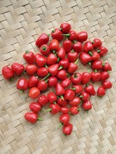 DALLE KHURSANI CHILI - HEIRLOOM FROM NEPAL AND SIKKIM 10+ SEEDS Ch 268