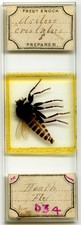 Antique Microscope Slide by Enock - Heath Fly