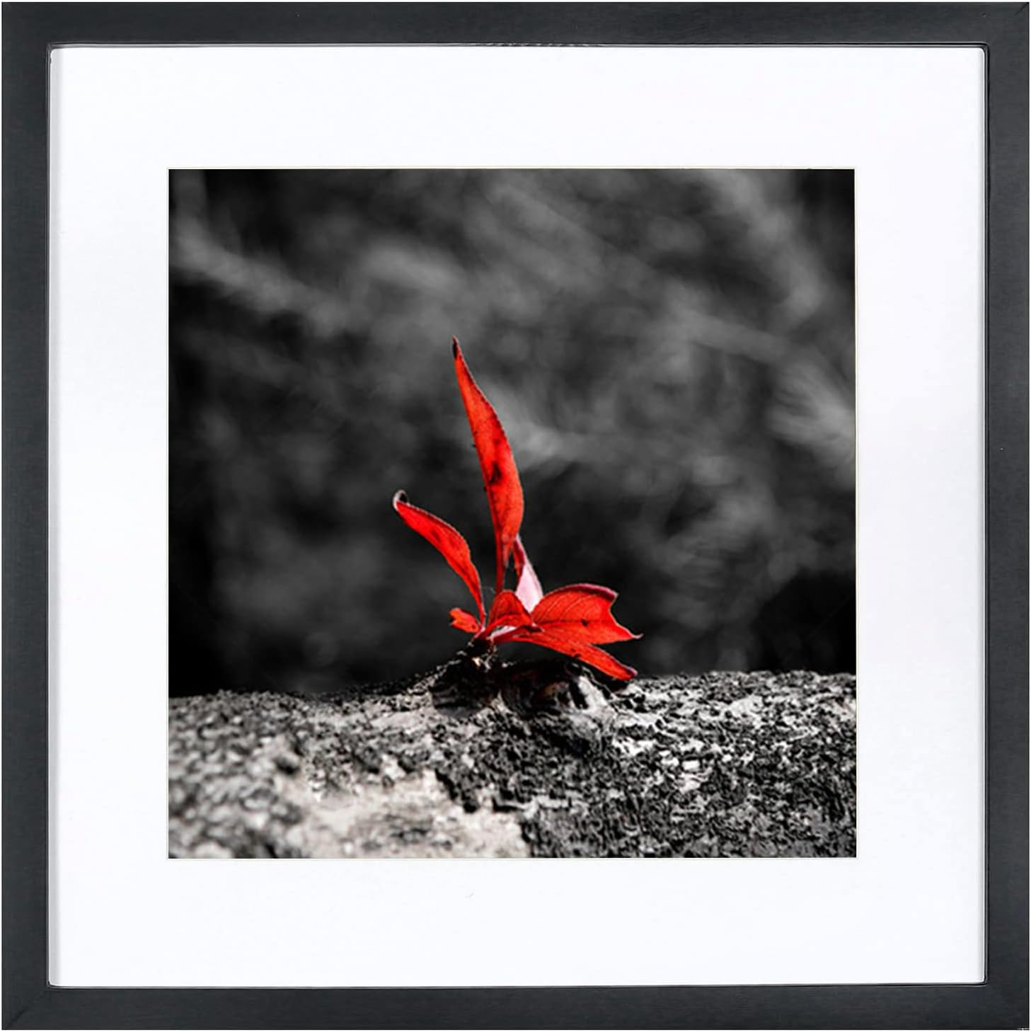 16X16 Picture Frames Black, Solid Wood Display Pictures 12X12 with Mat or 16X16-image