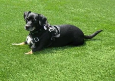 5 ft X 6 ft Synthetic Artificial Grass Dog Turf for Pet Areas  