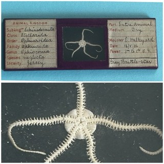 Superb Antique Microscope Slide. Dry Mounted Grey Brittle Starfish . By Halkyard