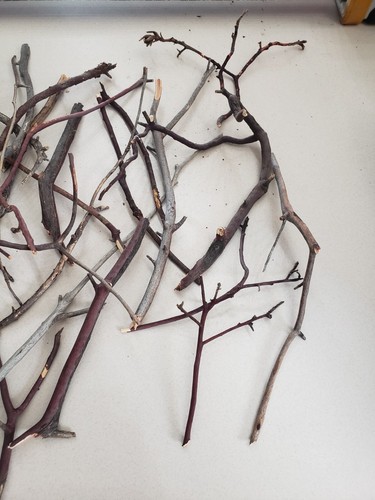 Small box full of mini Manzanita twigs, tiny trees for crafting - Picture 2 of 7
