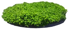 Penn Plax Aqua Floras Moss Patch