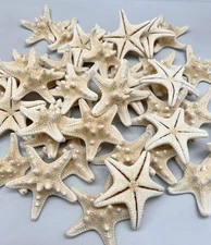 2" - 3" Small White Knobby Starfish (10 Piece): Coastal Beach Wedding Decor Craf