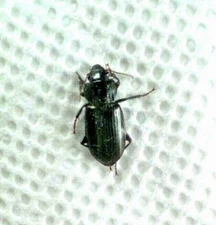 Carabidae: Harpalinae: Harpalini: Harpalus sp. from the Pacific Northwest, A1