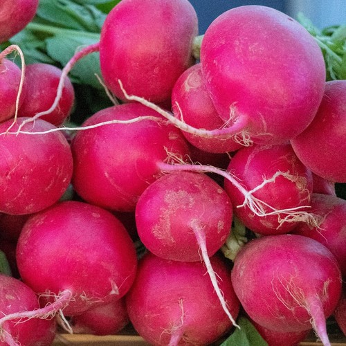 1 Oz German Giant Radish Seeds - Everwilde Farms Mylar Seed Packet - Picture 3 of 3