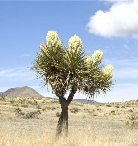 Yucca Thompsoniana exotische Sukkulente seltene Kaktussamen Aloe Agave Garten -15 SAMEN - Bild 1 von 3