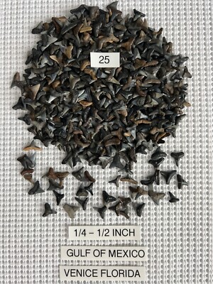 Lot of 25 Fossilized 1/4 - 1/2 inch shark teeth from Venice Florida ( GULF )