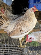 12 Plus Hatching Poultry Eggs