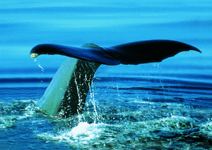 3 D Ansichtskarte Pottwal Fluke Sperm Whale Fluke Norwegen Ebay