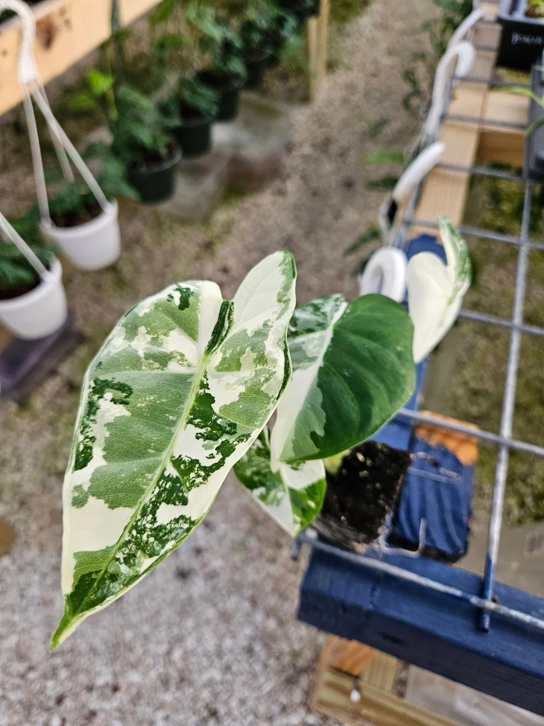ALOCASIA VARIEGATED FRYDEK