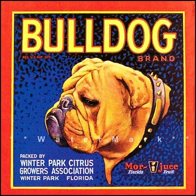 Winter Park Florida 1930 Bulldog Fruit Crate Label Art Print Retro Vintage Style