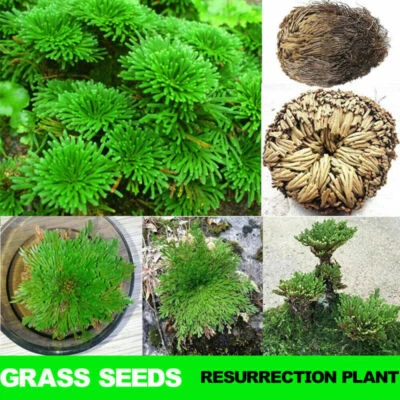 Rose von Jericho die Auferstehungspflanze perfektes Geschenk versch. Anzahlen